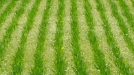 Cambios en el negocio del agrobusiness con la fusión de Nitrasoil con INTX La asociación entre una empresa argentina con otra de capitales norteamercianos generó expectativas en el sector ya que ambas firmas van a potenciarse. Se especializan en la fabricación de productos...
